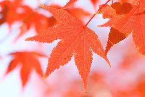 autumn-leaves_00147