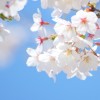 東京の桜がきれいなおすすめの場所5選　お花見の時期はいつ？