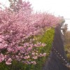 河津の桜まつり2016年　河津桜の見ごろは？アクセスは？