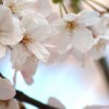 2016年の東京の桜の開花予想と見頃はいつ？いつまでもつの？