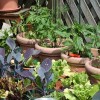 プランター家庭菜園で初心者が育てやすい野菜や虫つきにくいのは